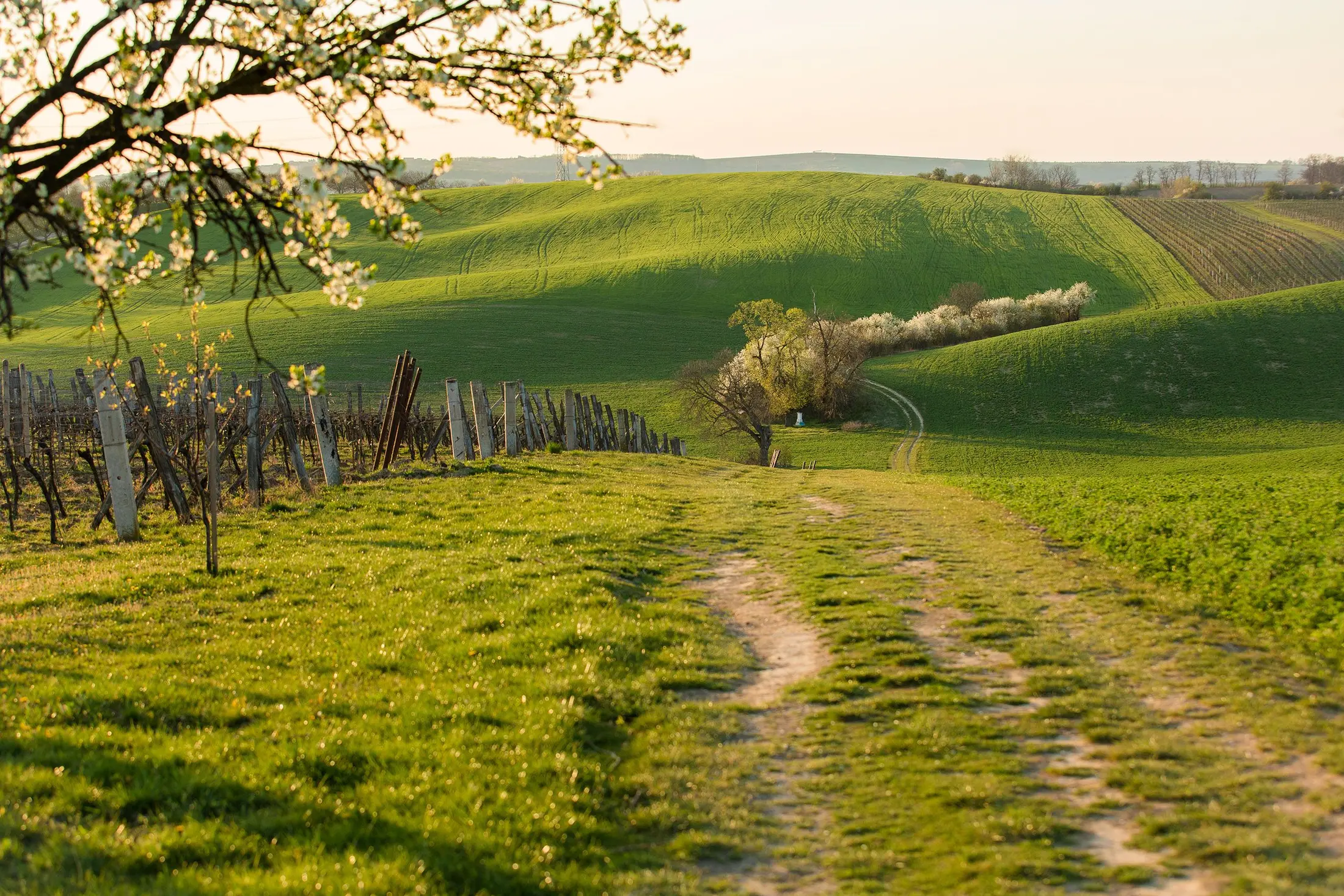 Weinberge im Frühling in Starý Poddvorov